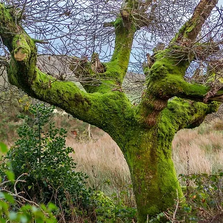 Connemara Escape *