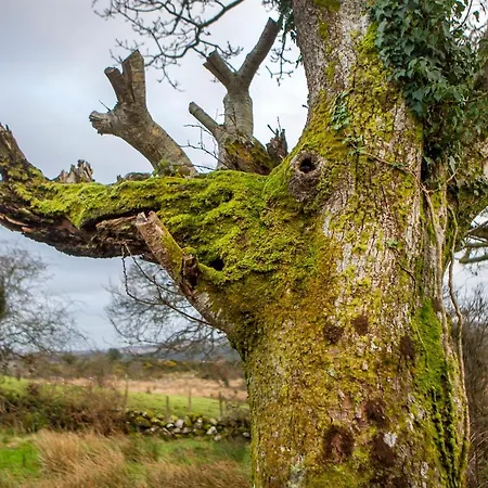 Nocleg ze śniadaniem Connemara Escape *