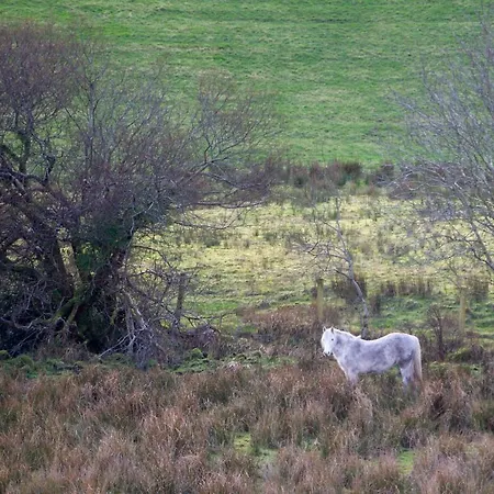 Nocleg ze śniadaniem Connemara Escape *